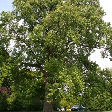 Liriodendron tulipifera - Tulipier de Virginie