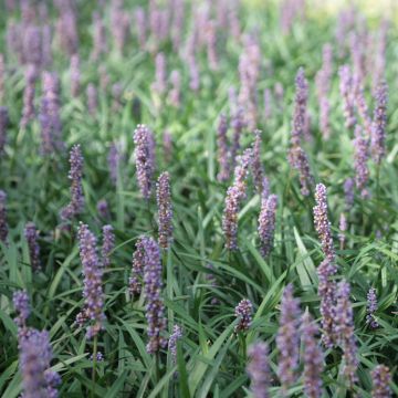 Liriope muscari Ingwersen