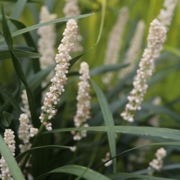 Liriope muscari Monroe White 