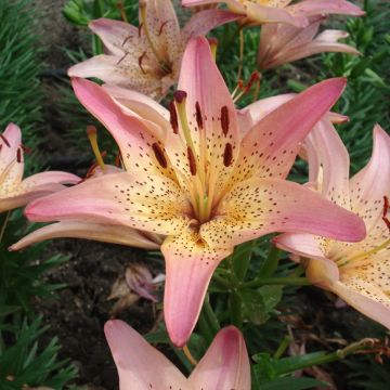 Lilium Pink Pixie  - Lis nain asiatique