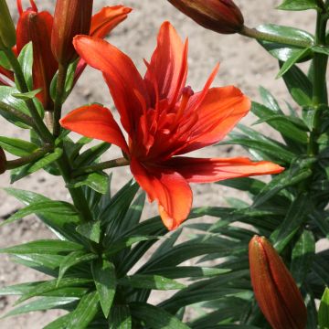 Lilium Red Twin - Lis asiatique double