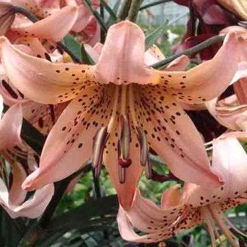 Lis asiatique hybride - Lilium Salmon Tiger