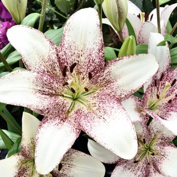 Lis longiflorum Snow Queen - Lis à longues fleurs 