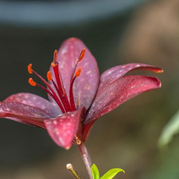 Lis asiatique - Lilium Landini