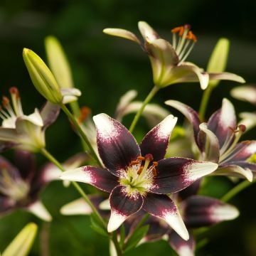 Lis asiatique - Lilium Netty's pride
