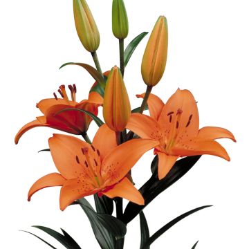 Lis asiatique - Lilium Netty's pride