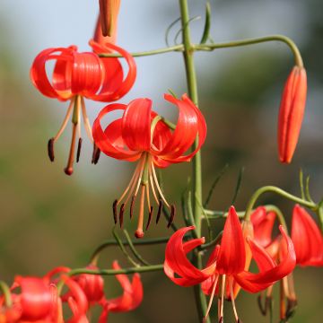 Lis botanique corail - Lilium pumilum