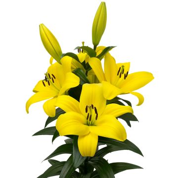 Lis asiatique - Lilium Netty's pride