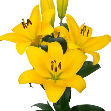 Lis asiatique - Lilium Netty's pride