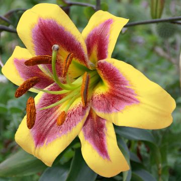 Lis hybride Robert Swanson - Lilium Oriental/Trompette