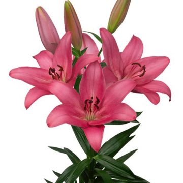 Lis asiatique - Lilium Netty's pride