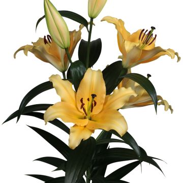 Lis hybride oriental Corcovado