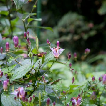 Lis orchidée - Tricyrtis formosana - Lis crapaud de Formose