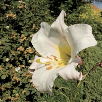 Lis royal espèce botanique - Lilium regale