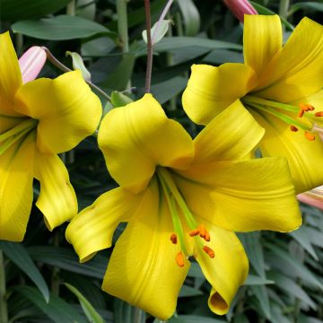 Lis trompette - Lilium Golden Splendor