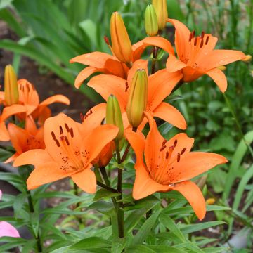 Lis asiatique - Lilium Netty's pride