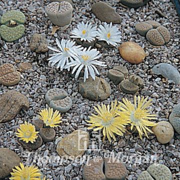 Lithops Pebble Plants Mixed