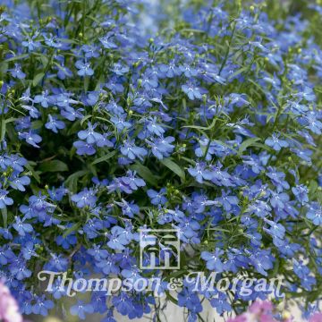 Graines de Lobelia erinus Cambridge Blue 