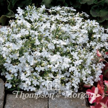 Lobelia Erinus Paper Moon 