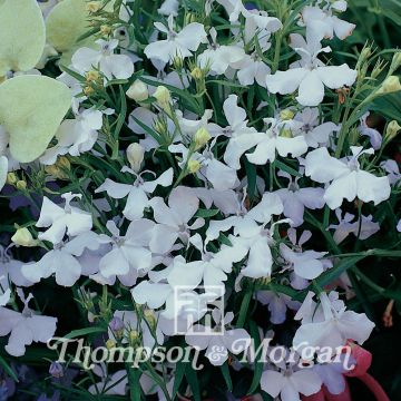 Graines de Lobelia erinus White Cascade 