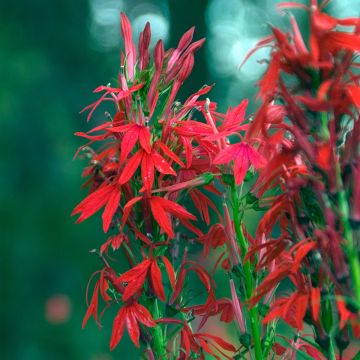 Lobelia cardinalis - Lobélie cardinale