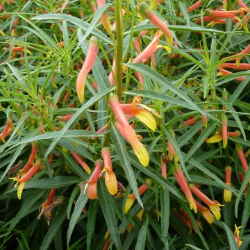 Lobelia laxiflora