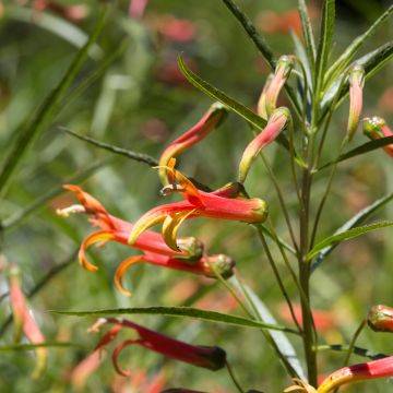 Lobelia laxifllora Angustifolia - Lobélie à fleurs lâches