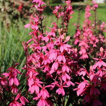 Lobelia speciosa Fan Salmon - Lobélie