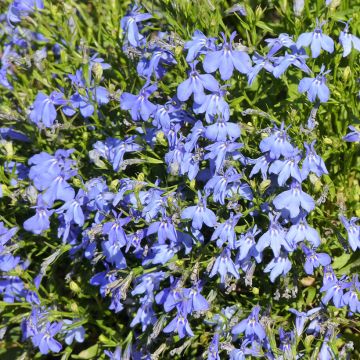 Lobelia Erinus Cambridge Blue Lobelia Erinus Cambridge Blue