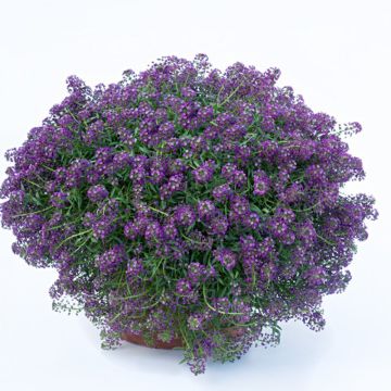 Lobularia Princess in Purple - Alysse odorant