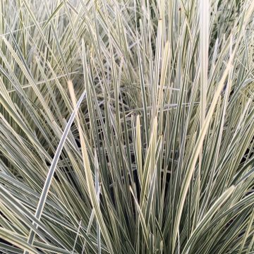 Lomandra White Sands