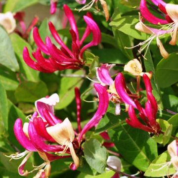 Chèvrefeuille - Lonicera per. Fragrant Cloud®