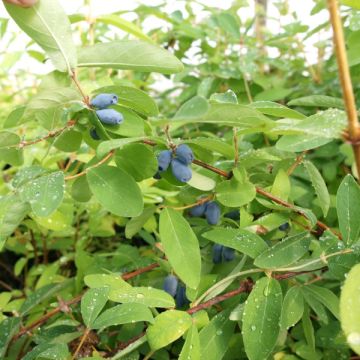 Chèvrefeuille bleu - Lonicera kamtchatica Kalinka