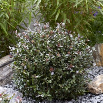 Lonicera nitida Garden Clouds Purple Storm - Chèvrefeuille arbustif