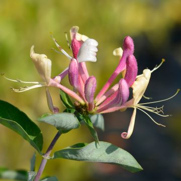 Chèvrefeuille - Lonicera periclymenum Belgica