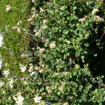 Lonicera periclymenum Graham thomas - Chèvrefeuille des bois