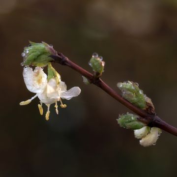 Chèvrefeuille d’hiver, Lonicera purpusii Winter Beauty