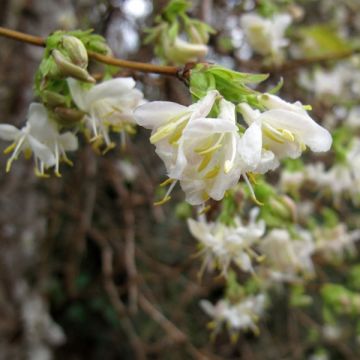 Chèvrefeuille d’hiver, Lonicera purpusii Winter Beauty