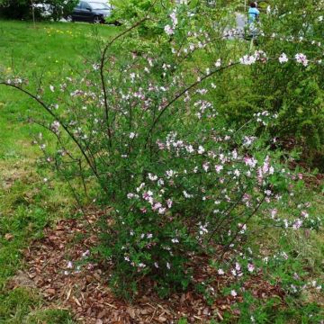 Chèvrefeuille lilas - Lonicera syringantha