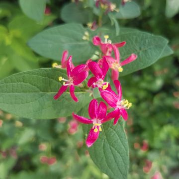 Lonicera tatarica 'Arnold Red'