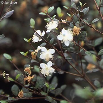 Lophomyrtus Red dragon 