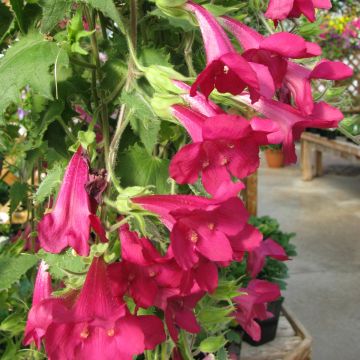 Lofos rose - Lophospermum scandens Rosea