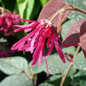 Loropetalum Chinense Fire dance