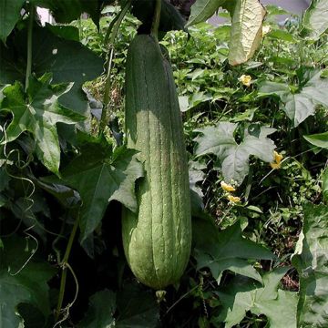 Luffa Cylindrica (Courge torchon, Eponge végétale)