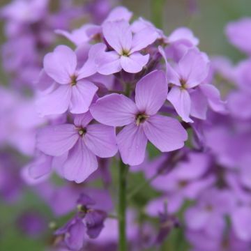 Monnaie du Pape Mini-motte - Lunaria annua