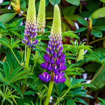 Lupin Gallery Blue