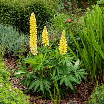 Lupin Le Chandelier jaune