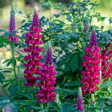 Lupin Mon Chateau (My Castle) rouge
