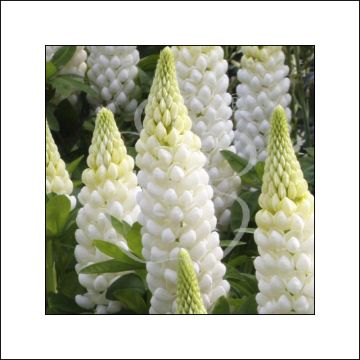 Lupin West Country Polar Princess blanc