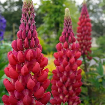 Lupin West Country Red Rum rose-rouge et blanc.